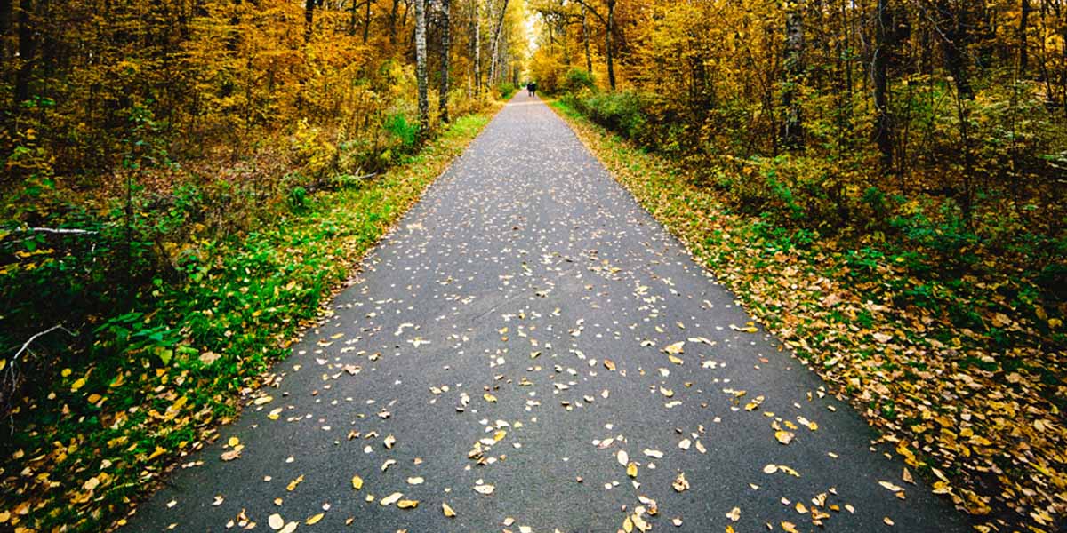 Road littered with leaves